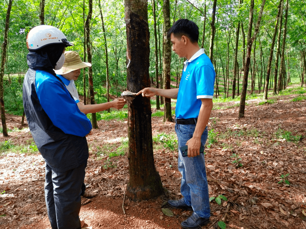 Huy Anh Rubber Co., Ltd. Gandeng KOLTIVA Penuhi Kepatuhan EUDR dan Perkuat Posisi di Pasar Uni Eropa