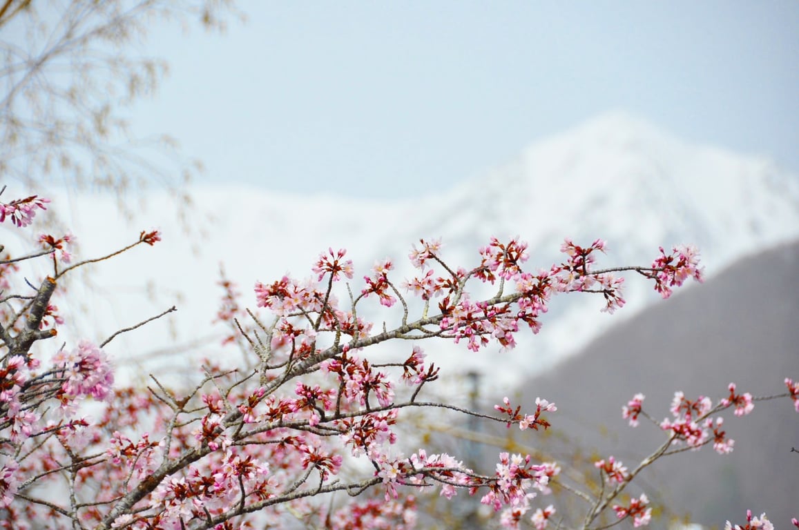 [Himala ng Niyebe at Cherry Blossoms] Isang natatanging karanasan sa taas na 1,900m: Maranasan ang “Snow Walls” at “Spring Snow Play” sa Otari Village, Nagano. May espesyal na operasyon sa maagang tagsibol hanggang Mayo 6; magbubukas ang Tsugaike Nature Park sa Hunyo 6.