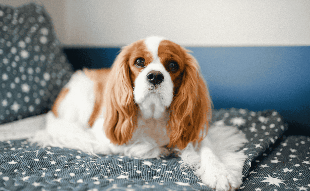 Kenapa Cavalier King Charles Spaniel Jadi Salah Satu Doggy Favorit Pecinta Hewan