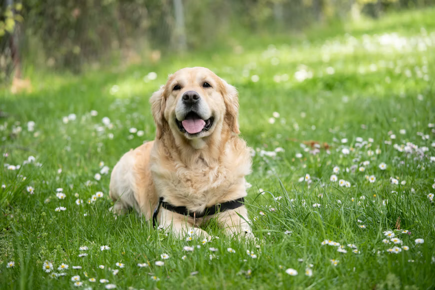 Kenali Anjing Labrador dari Karakter, Sifat, Sampai Cara Merawatnya