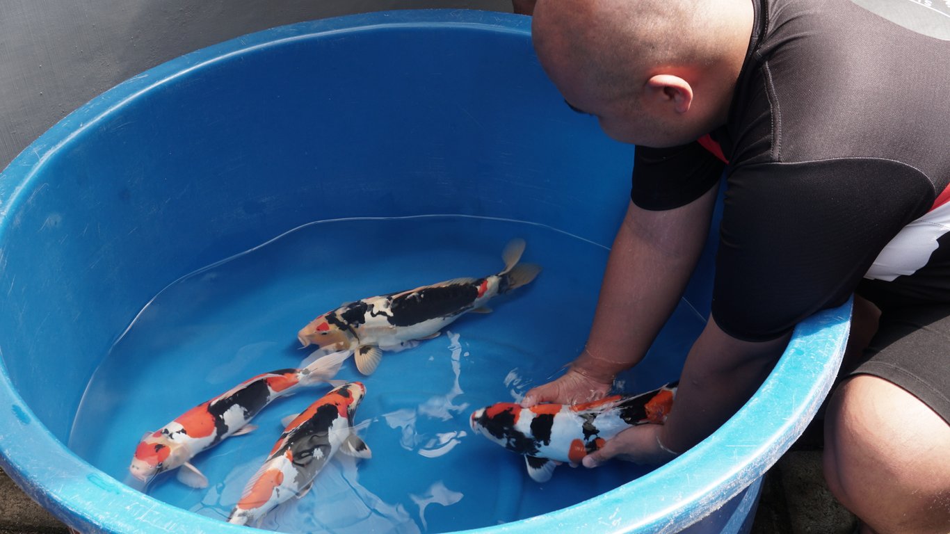 Breeder Doitsu Showa Terbesar ke-2 di Dunia Breeder Doitsu Showa Terbesar ke-2 di Dunia