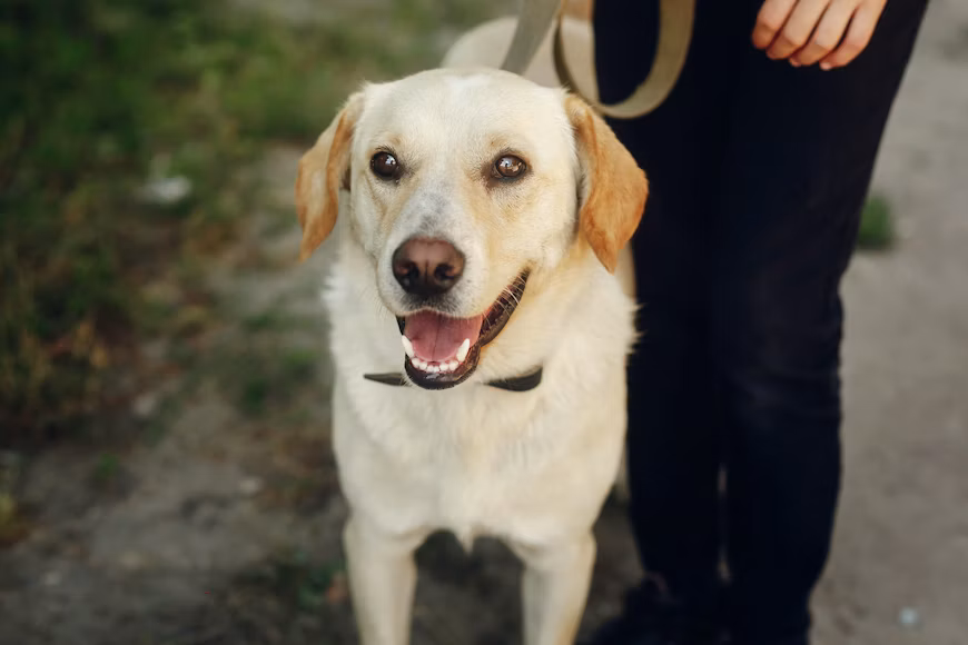 Warna Urine Anjing, Panduan Mengenali Kondisi Kesehatannya