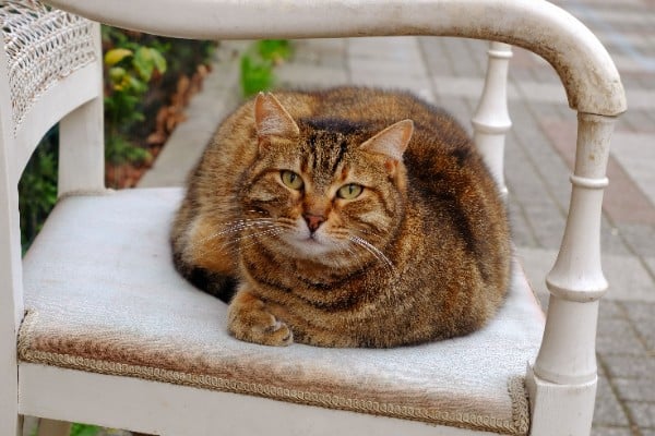 Cara Merawat Kucing Kampung agar Sehat, Aktif dan Gemuk