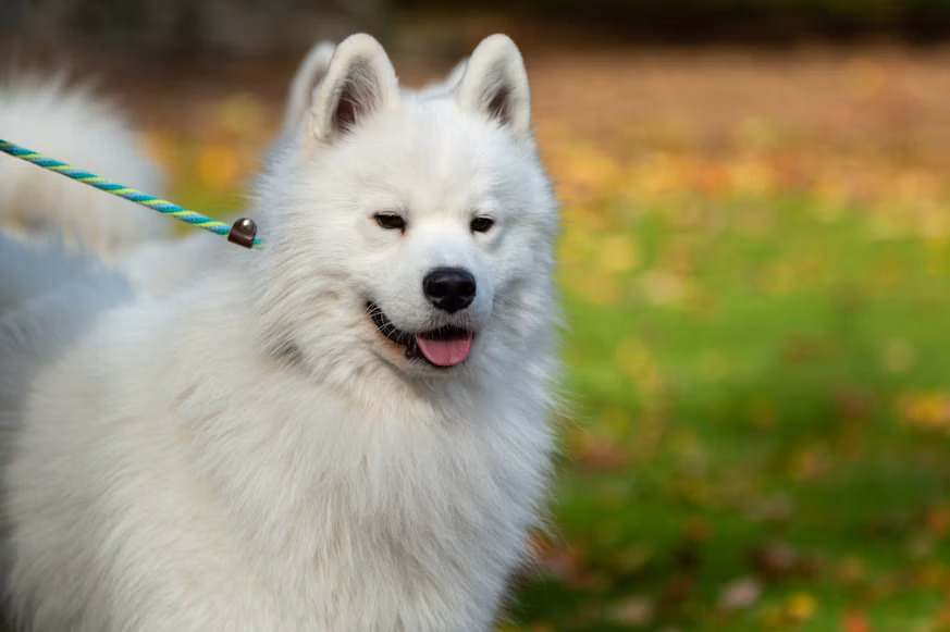 Anjing Samoyed, Ciri Karakter dan Cara Merawatnya