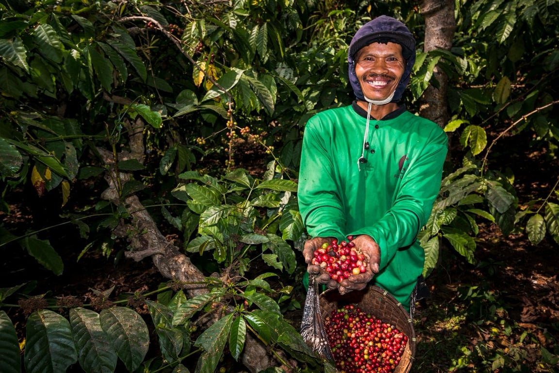Kebun Kopi Ijen, Warisan yang Terus Menghidupi
